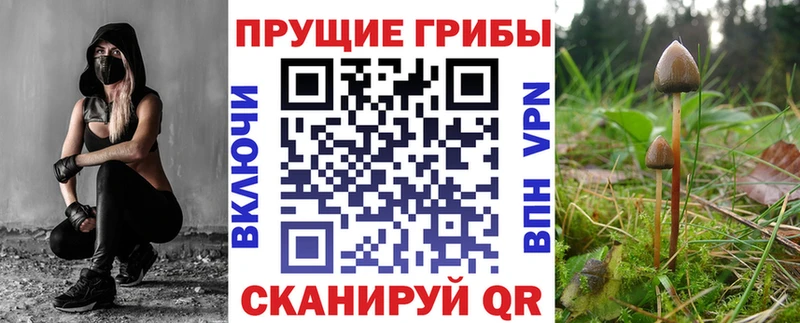 Купить  Билибино  Галлюциногенные грибы Psilocybe 